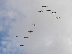 Kitty Brigham's photo of Brown Pelicans flying south